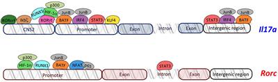 Transcriptional Regulators of T Helper 17 Cell Differentiation in Health and Autoimmune Diseases